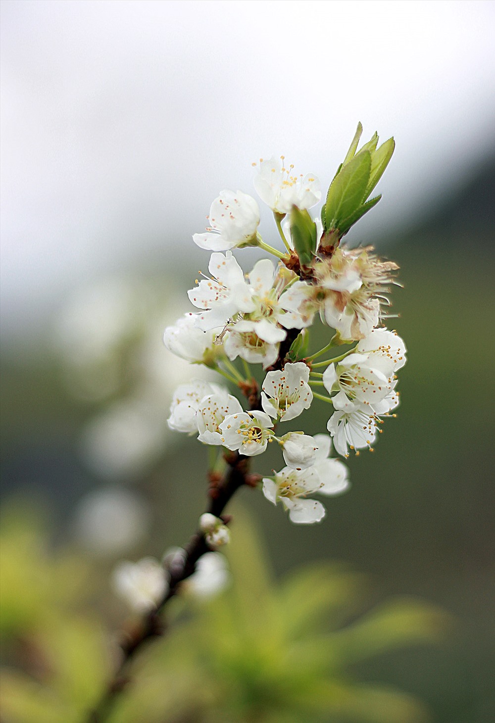 Từng chùm hoa xinh. Ảnh. Hoàng Huế