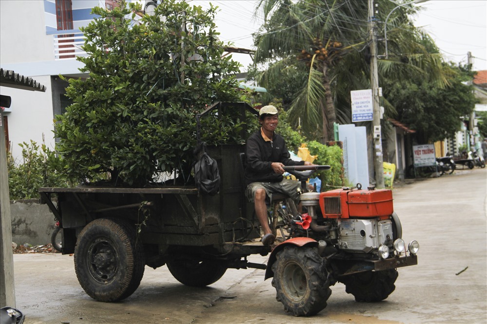 Năm nay, thương lái đến thăm vườn hơi sớm hơn. Giá một chậu quất tại vườn khoảng gần 300 nghìn đồng/chậu. Riêng mai có giá dao động từ 500 - 900 nghìn đồng/chậu.