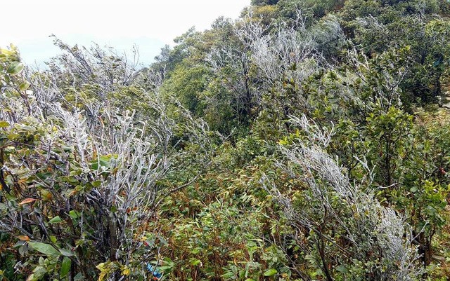 Băng giá xuất hiện trên đỉnh núi Mẫu Sơn. (Ảnh: Hoàng Lăng Huy)