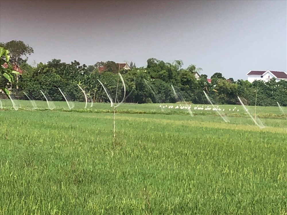Thiên la, địa võng được thợ săn chim xứ Nghệ giăng ra khắp các cánh đồng