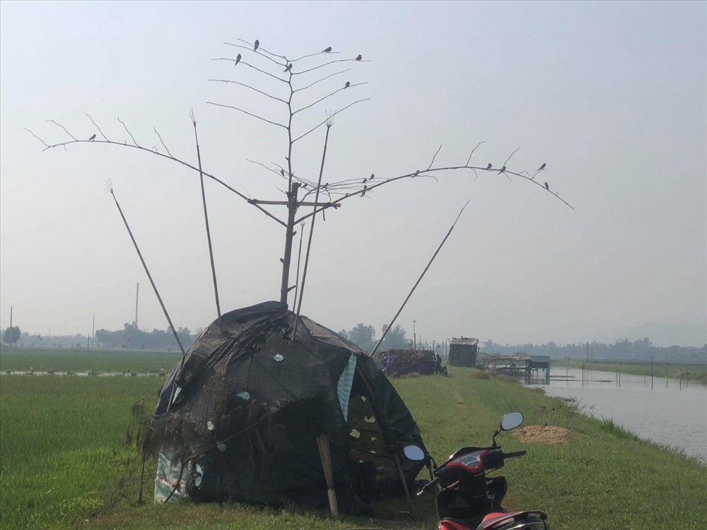 Không chỉ có Cò, mà nhiều loài chim khác cũng được các thợ săn chim dựng lên các mô hình giả để đánh lừa
