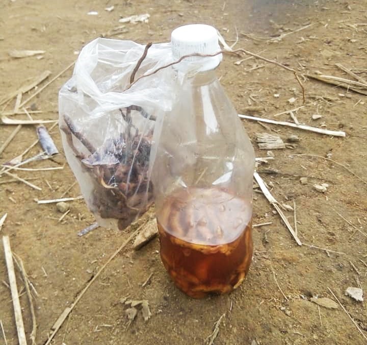 Chai rượu có chứa rể cây móng sóc khiến 2 người tử vong. Ảnh: T.T