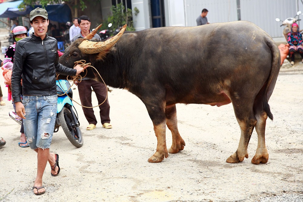 Anh Lù Văn Hà người dân tộc La Chí là một lái trâu, chuyên đi săn những con trâu chọi. Con trâu anh dắt đến phiên chợ ngày 7.10 vừa qua được anh lùng mua tại huyện Kỳ Sơn (Nghệ An) với giá gần 70 triệu đồng.