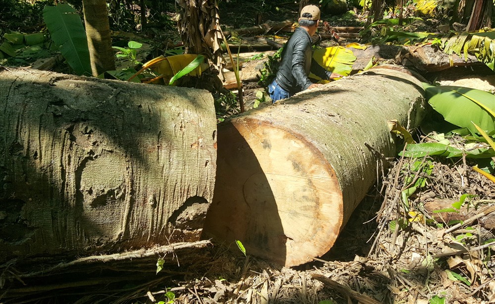 Cạnh địa điểm đặt chòi bảo vệ rừng, rất nhiều cây gỗ đã bị đốn hạ từ lâu và đang được cưa xẻ. Ảnh: Hưng Thơ.