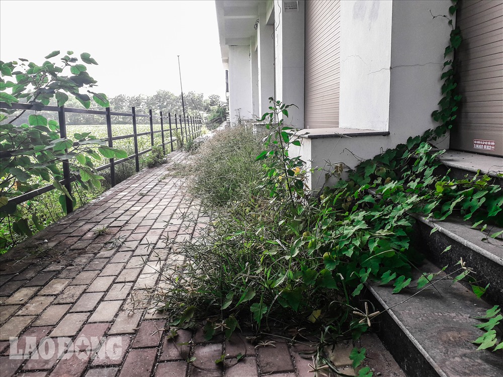 Cỏ dại mọc khắp nơi.