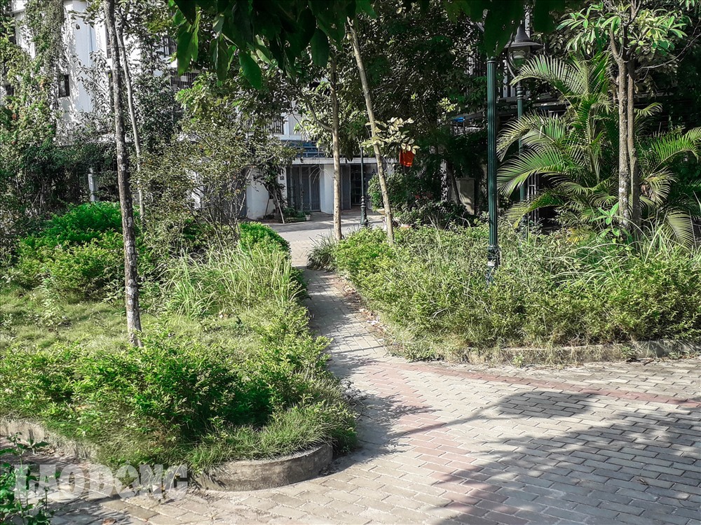 Cỏ dại mọc khắp nơi.