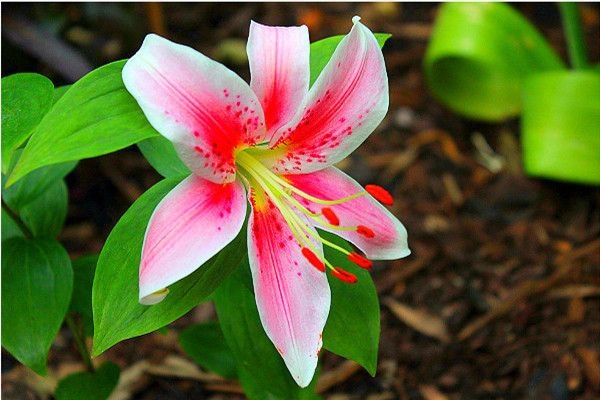 Mách nhỏ cánh mày râu những loài hoa ý nghĩa tặng phái đẹp dịp 20.10 - ảnh 3 Mách nhỏ cánh mày râu những loài hoa ý nghĩa tặng phái đẹp dịp 20.10 - ảnh 3