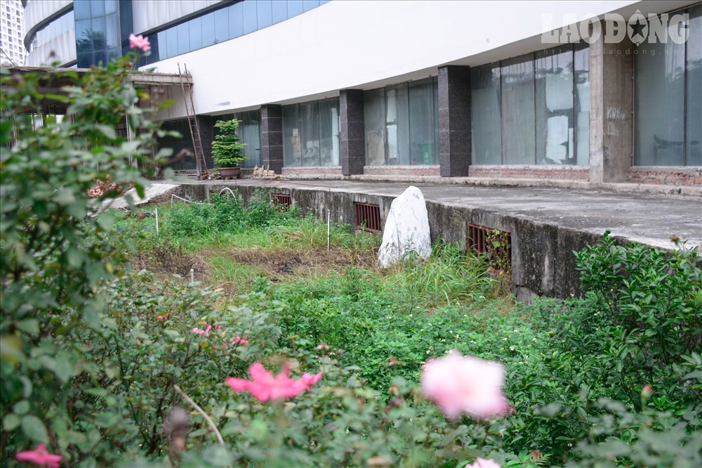 Cỏ dại mọc kín khuôn viên.