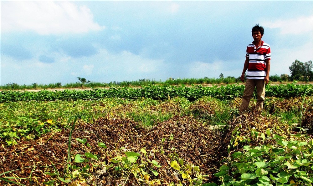 Không ít mùa vụ nông dân ở Vĩnh Long phải bỏ ruộng vì trồng khoai thua lỗ (ảnh: P.V)