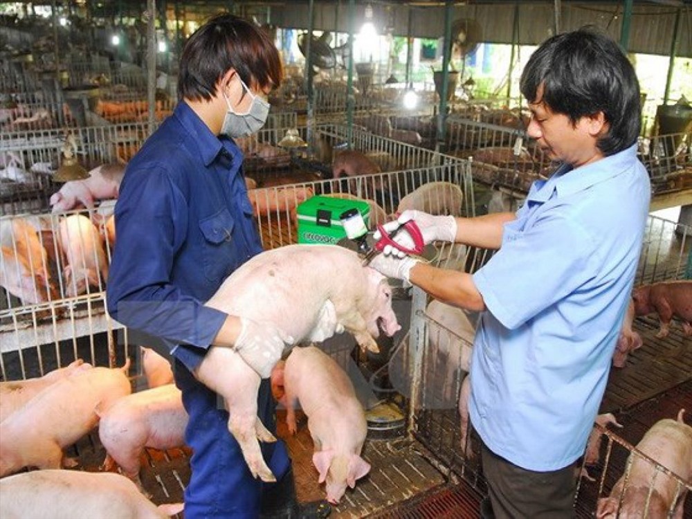 Công tác tiêm phòng, vệ sinh dịch tễ ngăn ngừa dịch bệnh trên đàn gia súc được tăng cường. Ảnh: PV