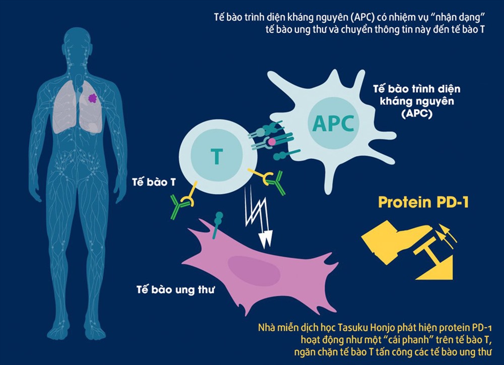 CÆ¡ cháº¿ hoáº¡t Äá»ng cá»§a protein PD-1 trong viá»c Äiá»u trá» ung thÆ°, phÃ¡t hiá»n cá»§a Ã´ng Honjo. áº¢nh: Twitter/Nobel Prize.