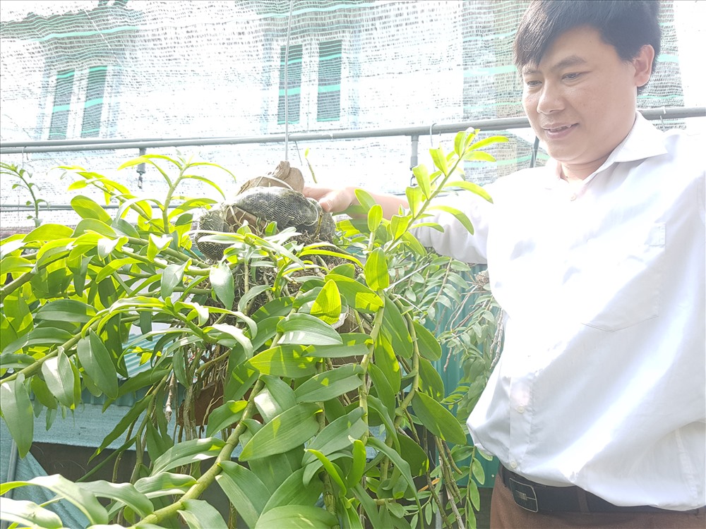 Chủ nhân vườn lan bên một giò lan mà mình nhân giống thành công