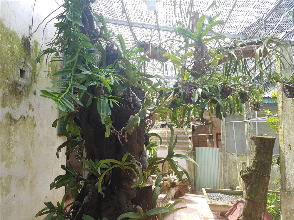 Những gốc cây gỗ mục được tạo thế, nhân giống lan rất bắt mắt