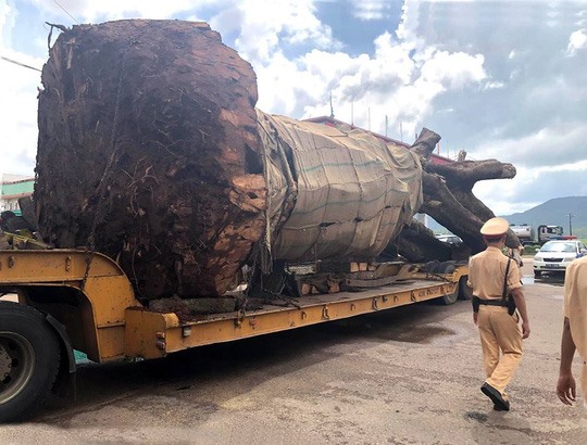 Xe đầu kéo chở cây “quái thú” đang được CSGT Bình Định tạm giữ. Ảnh: Nld.vn