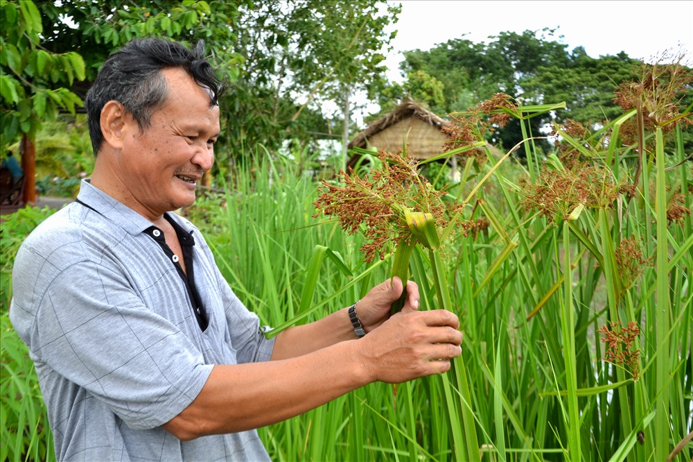Đặc biệt, anh Việt dành ra diện tích khá lớn để bảo tồn các loại cây cỏ tự nhiên đang vắng dần trong  cơn lốc tàn phá của lúa cao sản, như cây lác... Ảnh: Lục Tùng