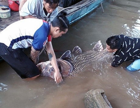 Ngư dân tiến hành kéo con cá khủng trên về bờ. Ảnh: P.V