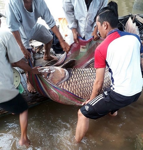 Ngư dân tiến hành kéo con cá khủng trên về bờ. Ảnh: P.V