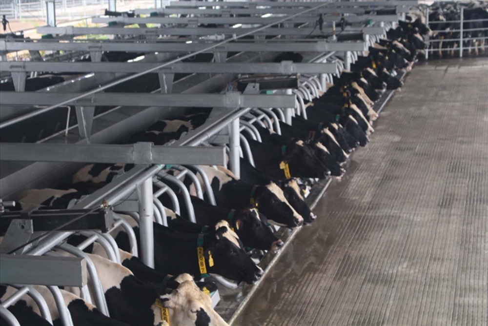 Trang trại bò sữa công nghệ cao Vinamilk Thanh Hóa diện tích xây dựng 40 ha, vốn đầu tư 700 tỷ đồng với công nghệ và máy móc hiện đại hàng đầu thế giới.