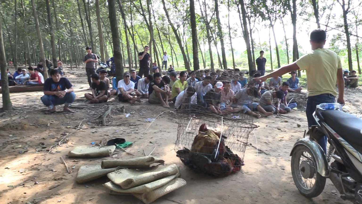 75 đối tượng bị bắt quả tang đang đá gà, lắc tài xỉu thắng thua bằng tiền.