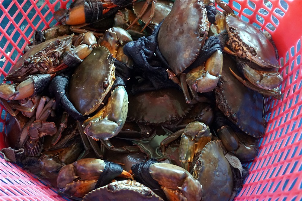 sau khi lên bờ cua được trói lại để vào sọt (ảnh Nhật Hồ)