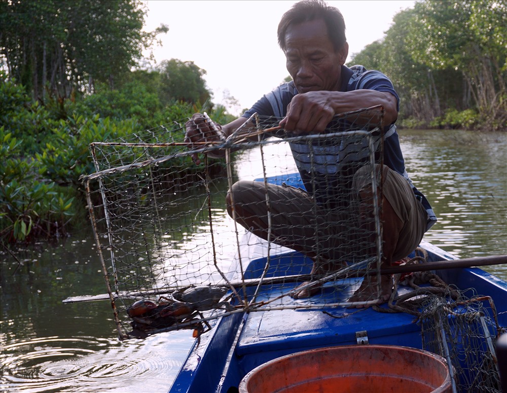 Có nhiều cách bắt cua, nhưng đăng rập là cách phổ biến nhất của vùng Đất Mũi Cà Mau (ảnh Nhật Hồ)