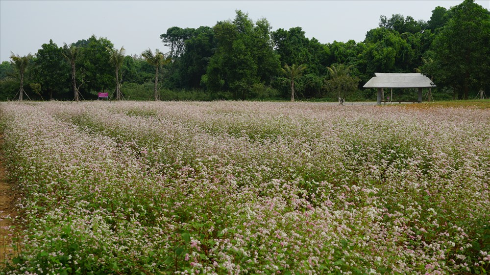 Từ lâu hoa tam giác mạch như gắn với thương hiệu Hà Giang. Đến Hà Giang, chúng ta thường chiêm ngưỡng loài hoa này khoe sắc vào những ngày tháng 11, tháng 12.