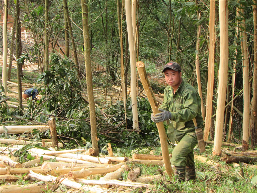 Những người đàn ông khỏe mạnh thì chặt hạ...