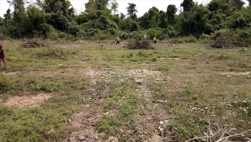 Sát bên hiện trường vụ phá rừng, rừng đã bị tàn phá để trồng điều. Ảnh: H.H