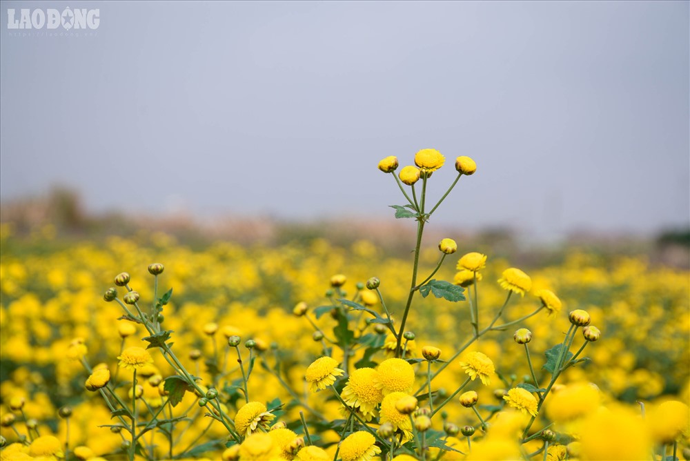 Những bông hoa bé bằng chiếc cúc áo như những mặt trời tí hon tỏa ánh sáng vàng rực dưới cánh đồng.