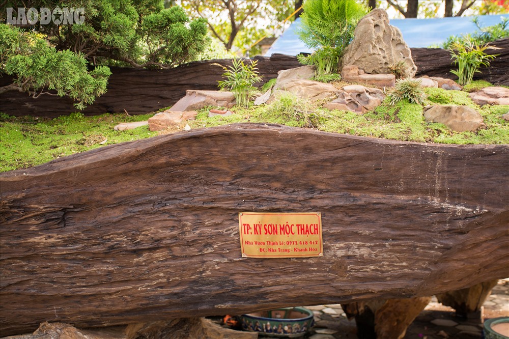 Tác phẩm “Kỳ sơn mộc thạch” là một rừng tùng bonsai được trồng trên phần thân cây Sao cổ thụ.