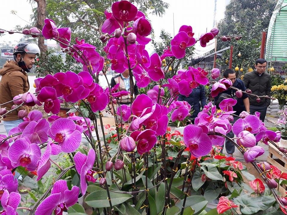 Hoa lan tràn ngập khắp các cửa hàng ở đại lộ Lê Nin. TP.Vinh với giá cả giao động từ 4-15 triệu một chậu. ảnh:HQ