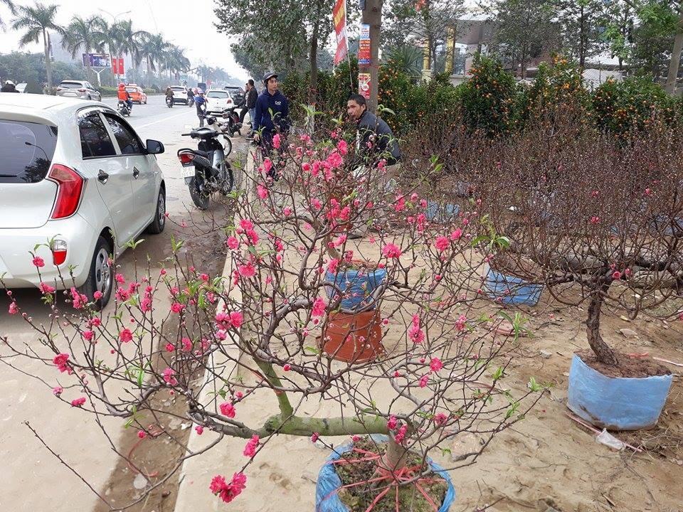 Nhiều người dân tranh thủ dịp cuối tuần đi ngắm và mua hoa. ảnh:HQ
