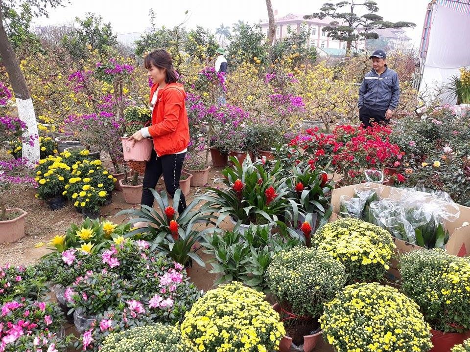 Tràn ngập sắc hoa Tết. ảnh:HQ
