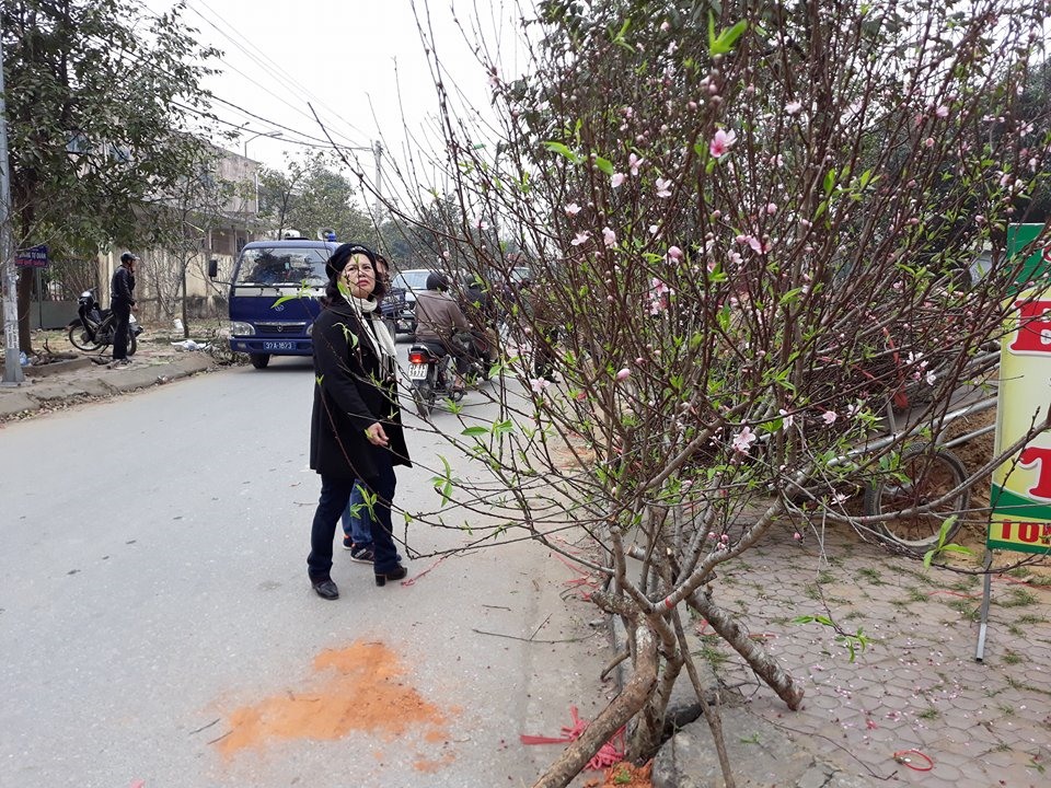 Đào phai năm nay nở hoa sớm và nụ rất nhiều. ảnh:HQ