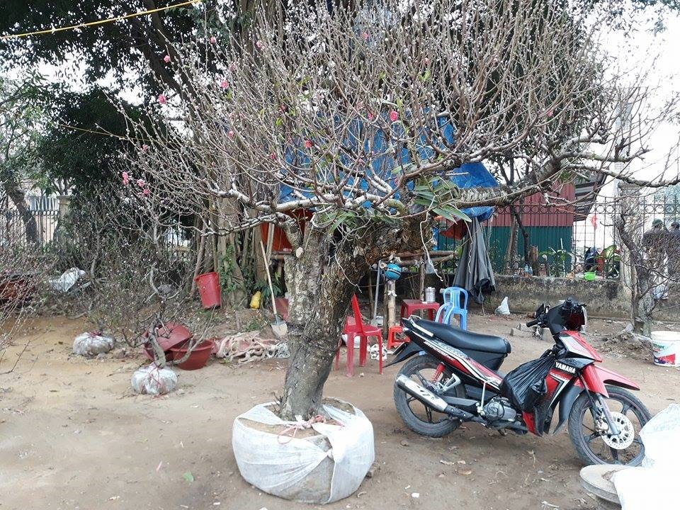 Gốc đào lâu năm được chủ vườn cho thuê giá 5 triệu một dịp Tết. ảnh:HQ