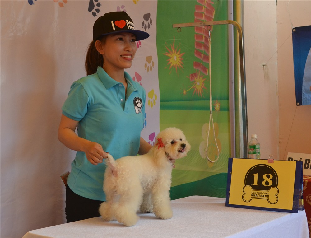 Chú chó Poodle xinh xắn. Ảnh: Châu Tường