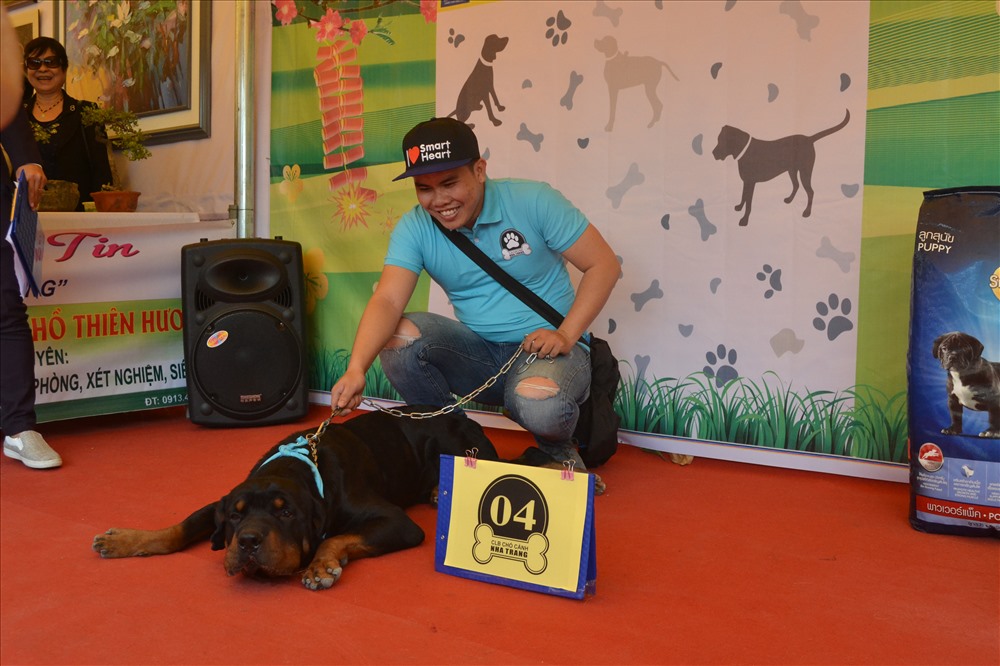 Chú chó giống Rotweiler. Ảnh: Châu Tường