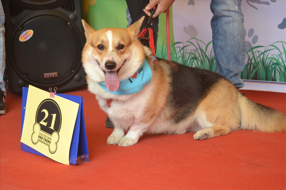 Chú chó giống Corgi. Ảnh: Châu Tường