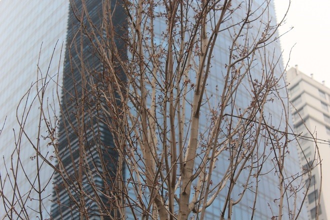Lộc non chi chít trên cành và thân cây phong