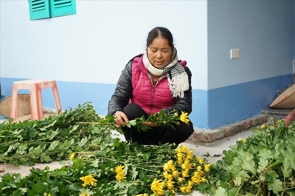 Cô Trần Thị Hậu (thôn Hồng Hà 2, Mỹ Tân) chia sẻ: “Hoa năm nay tăng giá, trung bình là 3 nghìn/ bông. Thời tiết rét, hoa trượt nhiều, số lượng hoa bán ít nên giá tăng cao. Bên cạnh khó khăn về thời tiết, hoa năm nay cũng dễ mắc một số bệnh như đốm lá,...cũng ảnh hưởng về giá cả nhưng nhìn chung giá vẫn ở mức cao hơn nhiều so với mọi năm“.