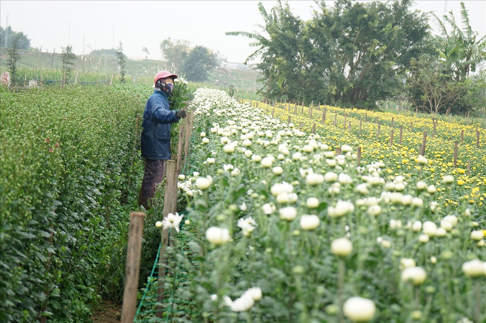 Nằm ở ven đê sông hồng, xã Mỹ Tân (huyện Mỹ Lộc, tỉnh Nam Định) là làng hoa nổi tiếng khắp các tỉnh phía Bắc. Nơi đây được coi là “thủ phủ” của các loài hoa: cúc, hướng dương, hoa hồng,...