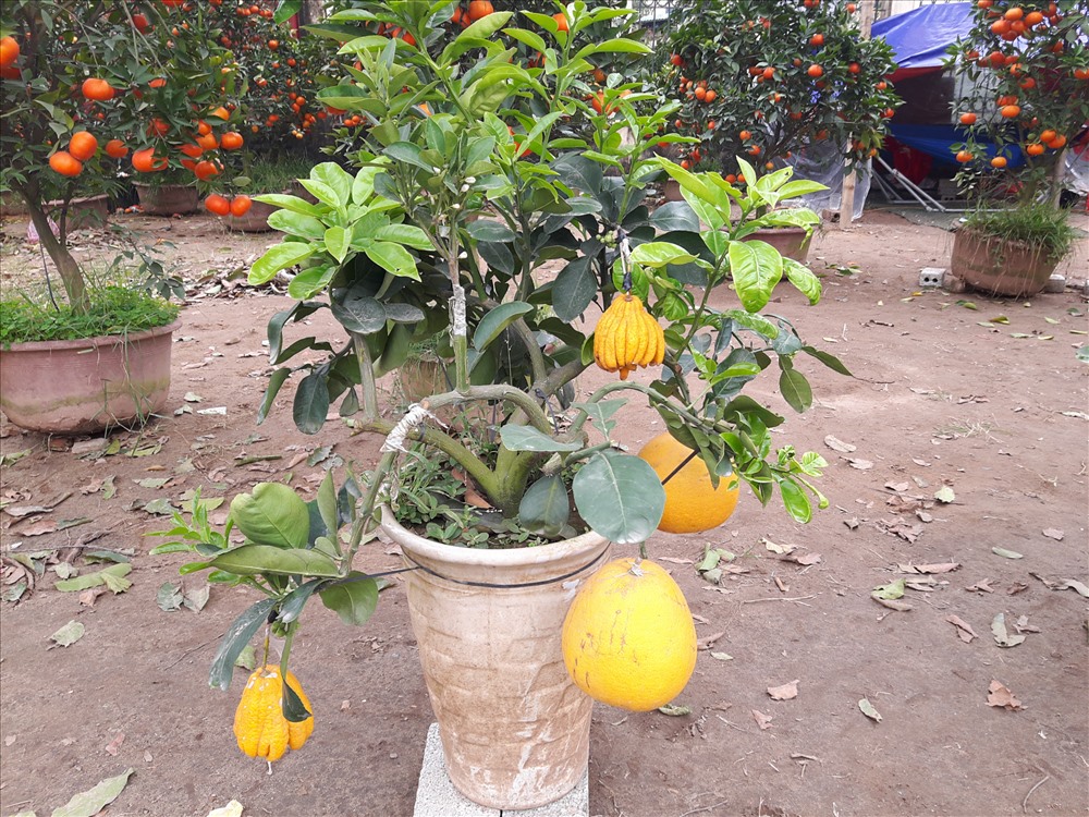 Một cây cảnh có nhiều loại quả khác nhau, được ghép rất kỳ công. Ảnh: QĐ