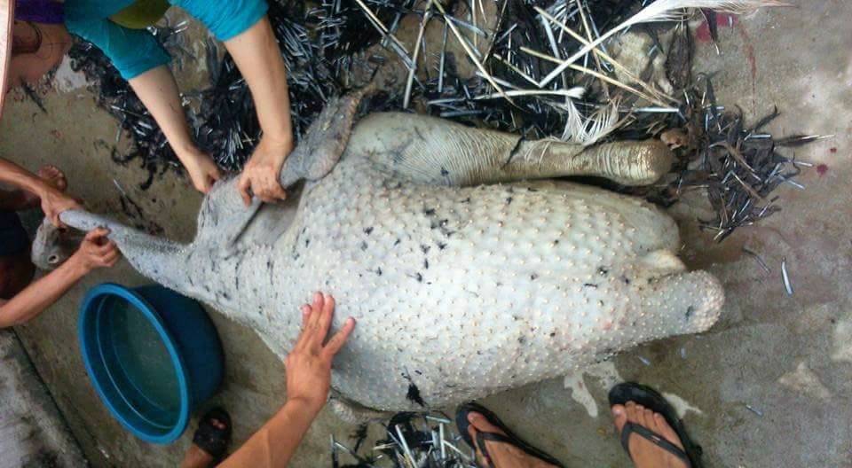 Hay chung nhau đụng những con vật khác như đà điều, trâu, bò...