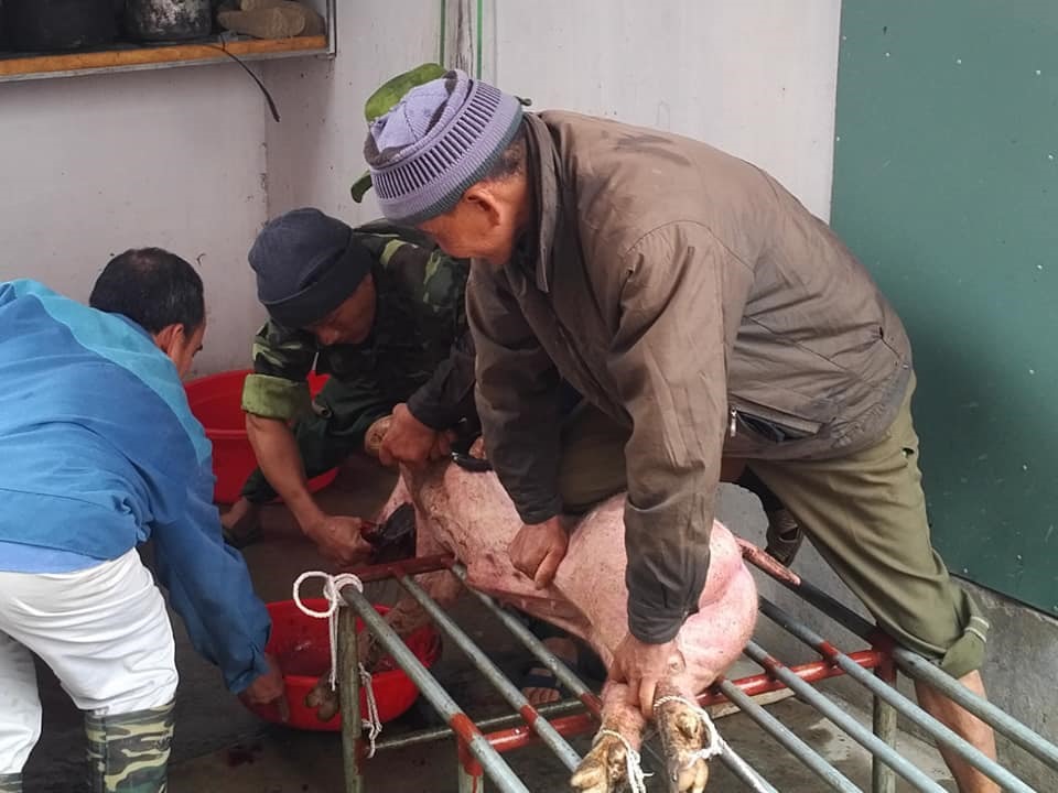 Nhà nhà chung nhau đụng lợn.