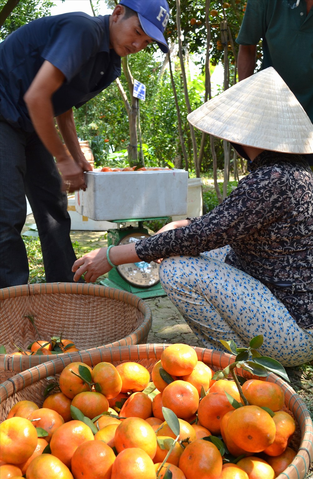 Thương lái thu mua quýt. (Ảnh: Lục Tùng)