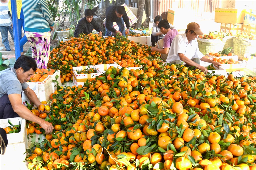 Thu hoạch Quýt hồng Lai Vung. (Ảnh: Lục Tùng)