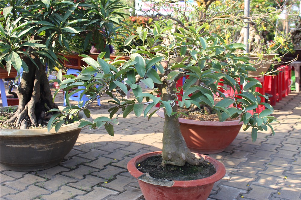 Cây ổi tạo hình thế kiểng khá đẹp.