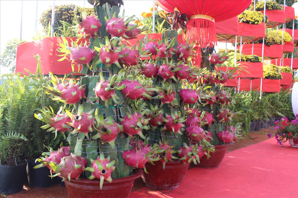 Cây kiểng thanh long là món quà tết sang trọng.