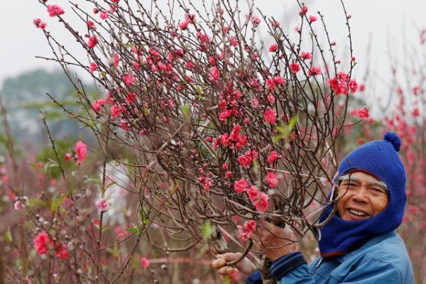 Nụ cười của người nông dân thu hoạch đào trong dịp Tết ở Hà Nội.