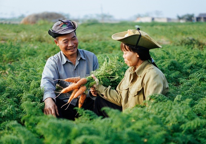 Hình ảnh tại vườn cà rốt.